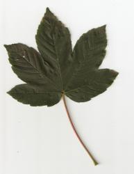 leaf of "Acer pseudoplatanus"