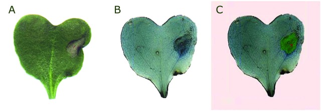 A. Leaf of rape with lesion. B. The same leaf coloured by trypan blue. C. The result of image segmentation: pink colour highlights the background and green colour marks the detected lesion.